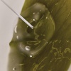 WHAMISA Algae Organic Kelp Mask 23ml